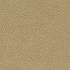 Buckskin